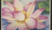 Two week spotlight show featuring the artwork of the YAA Colored Pencil Class