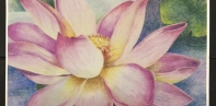 Two week spotlight show featuring the artwork of the YAA Colored Pencil Class