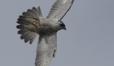 Peregrine Falcons of Yaquina Head.