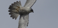 Peregrine Falcons of Yaquina Head.