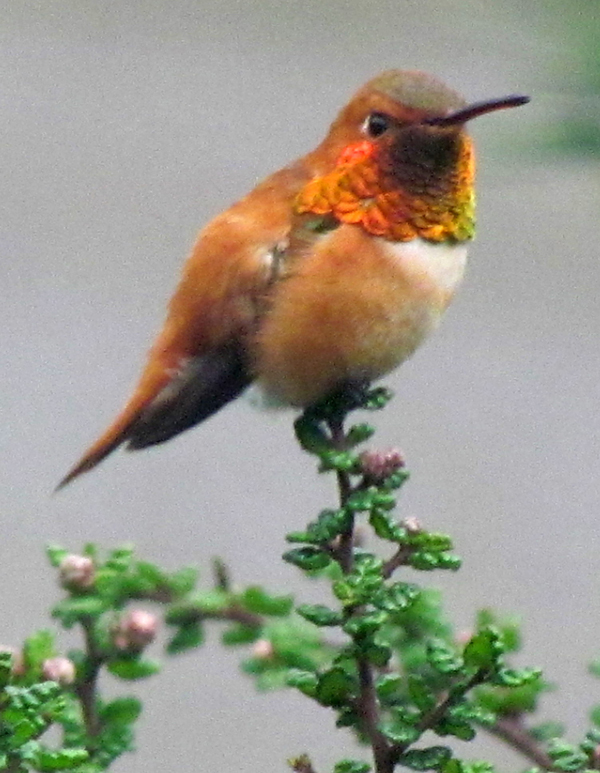 "Rufous Guarding the Feeder" by Beth Johnston