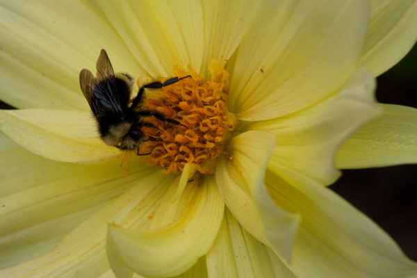 "Sweet Nectar" by Sherrie Powell