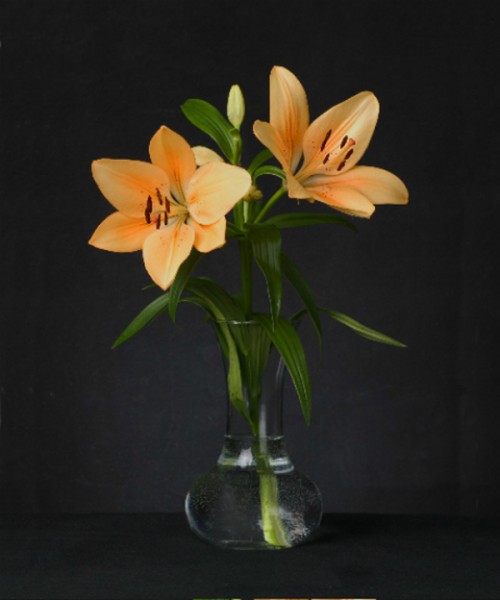 "Orange Lily"