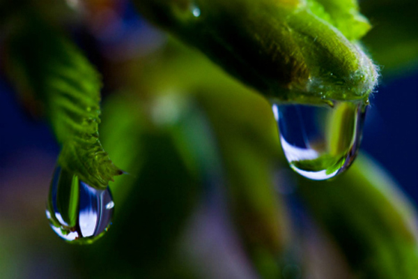 "Reflections in Dewdrops"