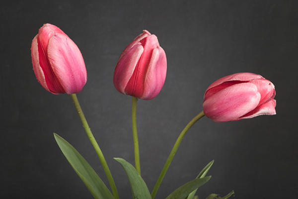 "Tulips" by Richard LaFond