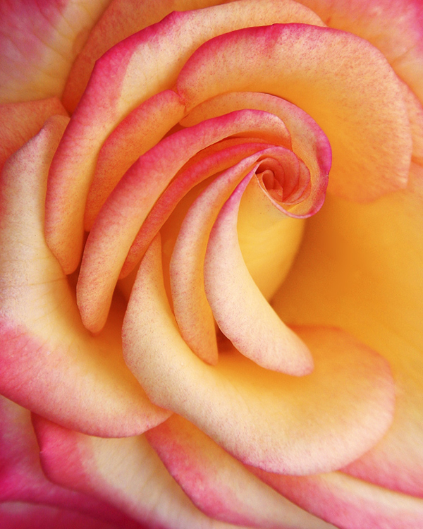 "Creamy Rose" by Kim Tran