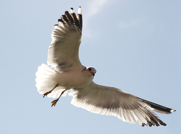 "Pismo Sea Gull" by Richard LaFond