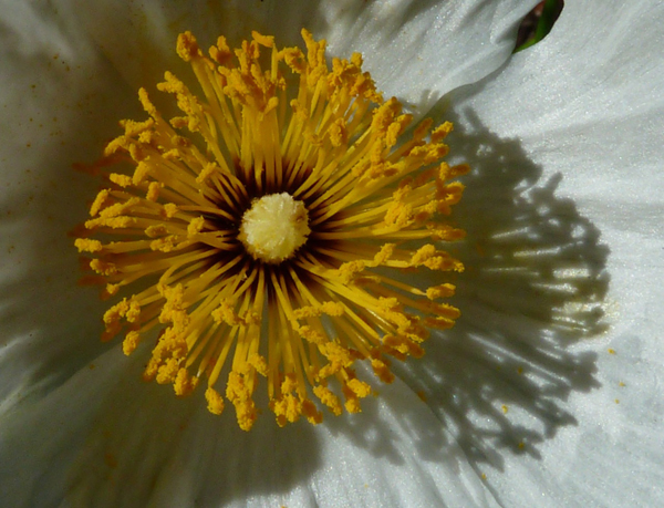 "Matilija Poppy" by George Meyer