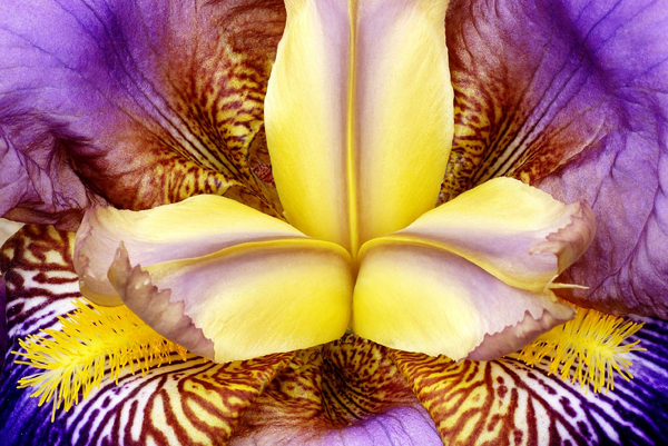 "Purple Iris" by Pat Fitzpatrick