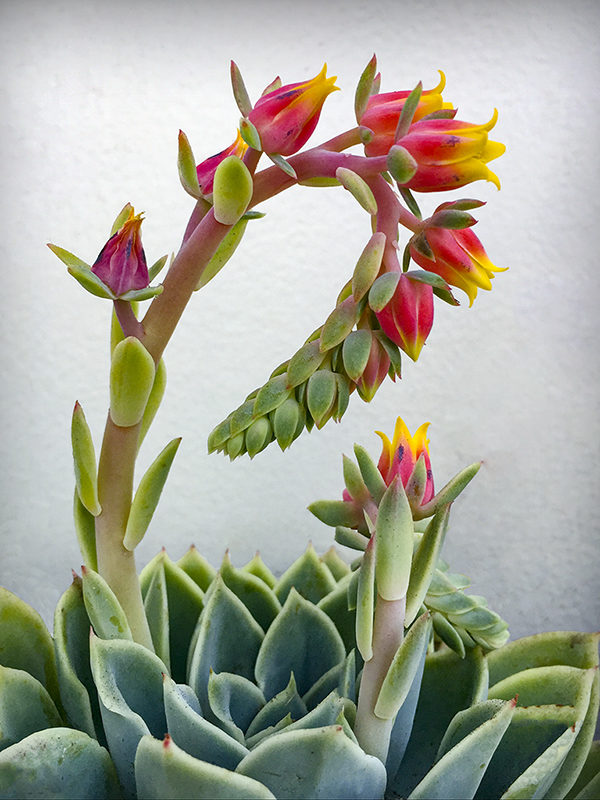 "Curved Succulent" by Kim Cuc Tran